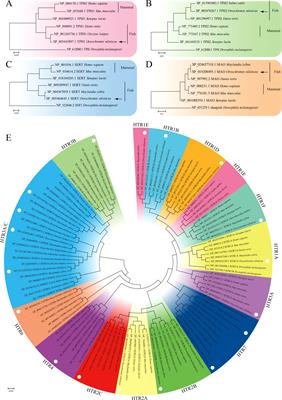 Serotonin system is partially involved in immunomodulation of Nile tilapia (Oreochromis niloticus) immune cells